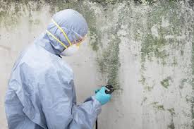 Best Mold Remediation for Vacation Homes  in Layton, UT